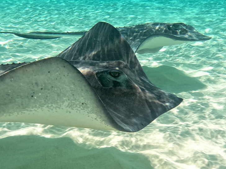 Cayman Island travel tips with view of two stingrays in teal water white sand