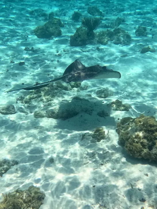 view of stingray under water with white sand and coral