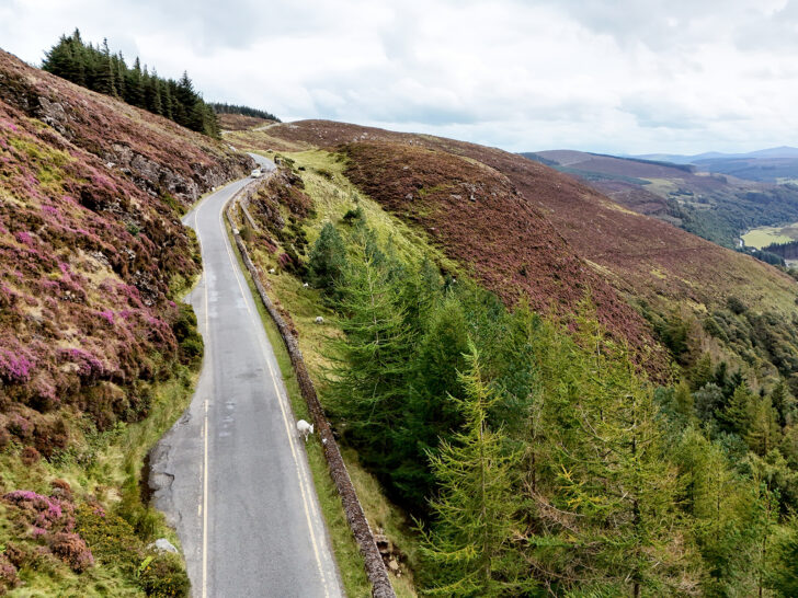 beautiful road in Ireland with hillside purple flowers green trees and mountains while driving in Ireland