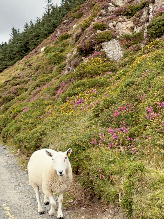 sheep along road in Ireland and countryside with flowers